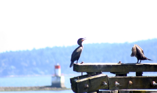 bird on dock